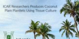 ICAR CPCRI's Coconut Plants