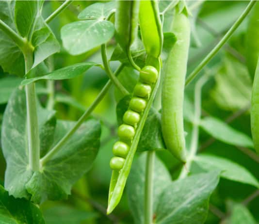Pea Genome to Improve Crops